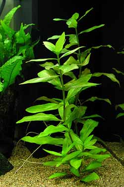 Belgium Green - Hygrophila Polysperma